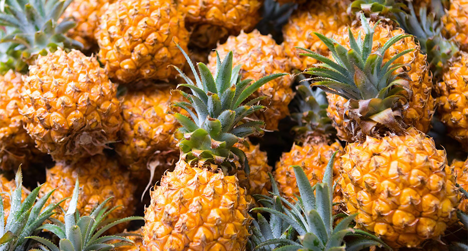 Nutrizione: fosforo, rame, magnesio, potassio e manganese Nutrizione: fosforo, rame, magnesio, potassio e manganese